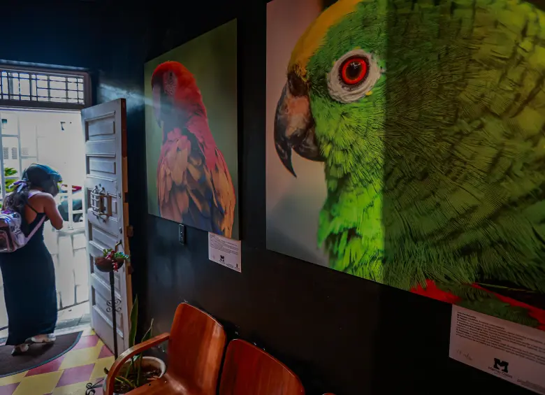 Alas de vida, una exposición para conocer las aves que habitan el Valle de Aburrá