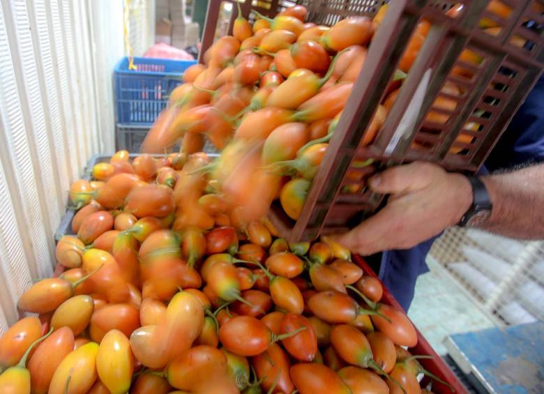 Preocupación en La Unión, Antioquia, por la baja rentabilidad del tomate de árbol. FOTO: Juan Antonio Sánchez