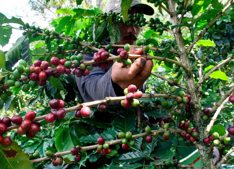 Según la ARN, la inversión en los proyectos de café es de 3.488 millones de pesos. Foto: El Colombiano. 
