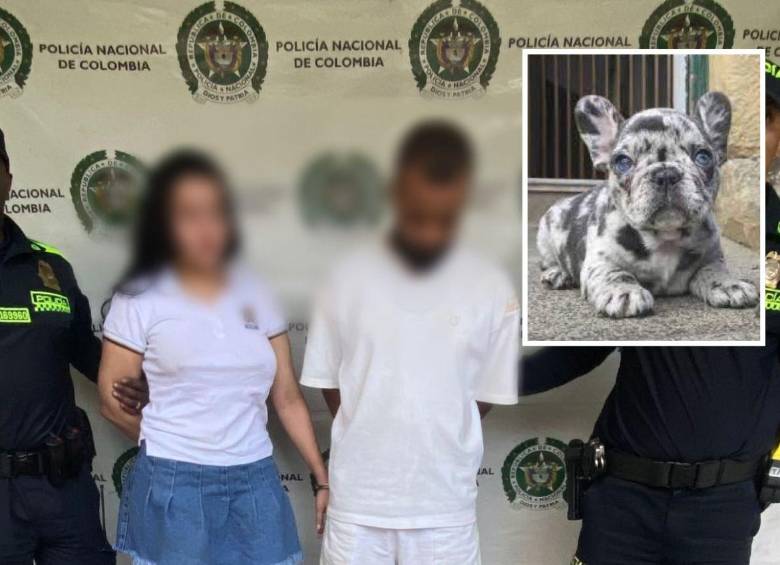 Una bulldog francés de tres meses de nacida, similar a la de la foto detalle, fue la muerta en medio de la pelea de esta pareja, a la cual capturaron horas después de este caso de maltrato animal en la comuna 7 (Robledo). FOTOS: CORTESÍA