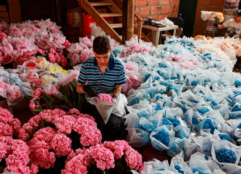 La caída del dólar reduce los ingresos en pesos de los floricultores colombianos, mientras los costos de mano de obra e insumos continúan presionando la rentabilidad del sector. FOTO Manuel Saldarriaga