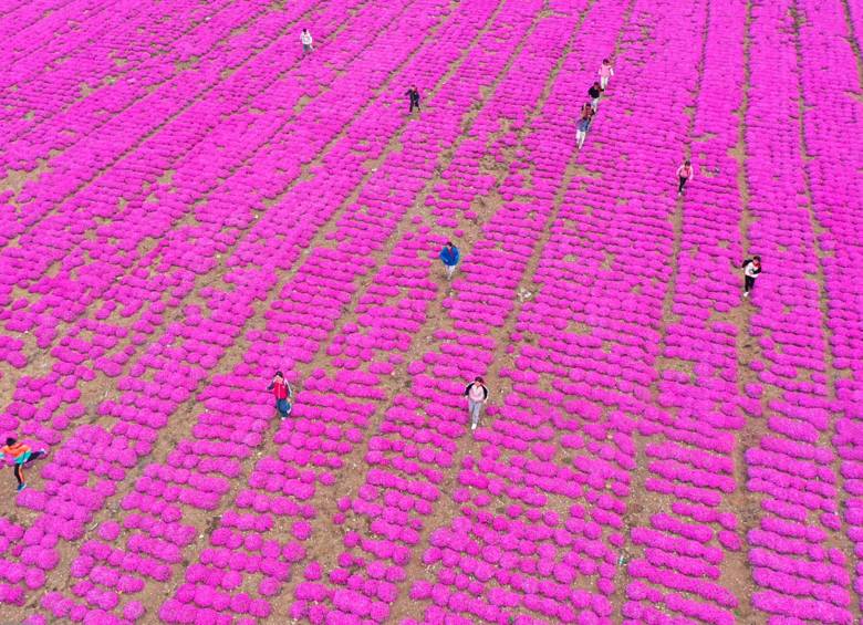 Los habitantes de esta provincia China mantienen sin maleza esta colorida exhibición para el disfrute de todos los visitantes. Foto: Getty