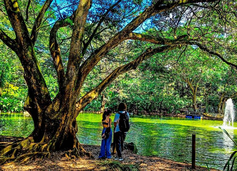 A través de rutas de senderismo, el proyecto del Jardín Botánico de Medellín invitará a la comunidad a conocer de cerca las especies amenazadas y a participar en su conservación. FOTO Esneyder Gutiérrez 