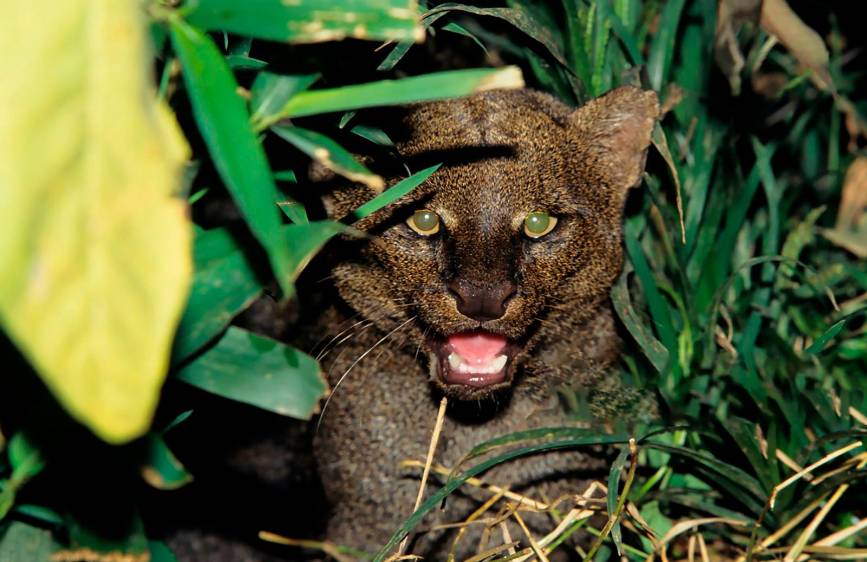 El yaguarundí fue avistado después de cinco años en Envigado. FOTO GETTY