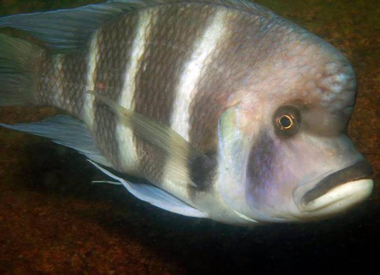 La investigación se basó en el estudio de los peces cíclidos, Cyphotilapia gibberosa, del lago Tanganica. Foto cortesía Europa Press/University Of Basel - Adrian Indermaur. 
