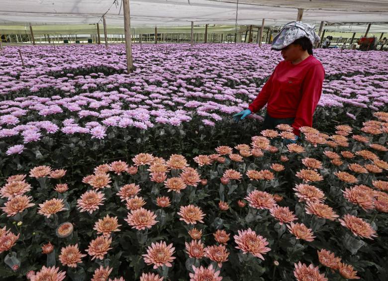 Estados Unidos es el principal destino de las flores en Antioquia. Fotografía en Flores El Capiro. Foto: Manuel Saldarriaga