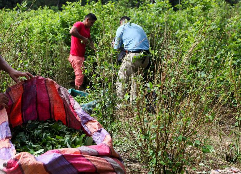 Los cultivos de coca venezolanos están en áreas fronterizas con Norte de Santander y Arauca. Imagen de archivo. FOTO MANUEL SALDARRIAGA