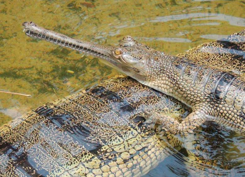 El gavial es uno de los reptiles más amenazados, según la evaluación. Foto: Sinc-Johannes Els