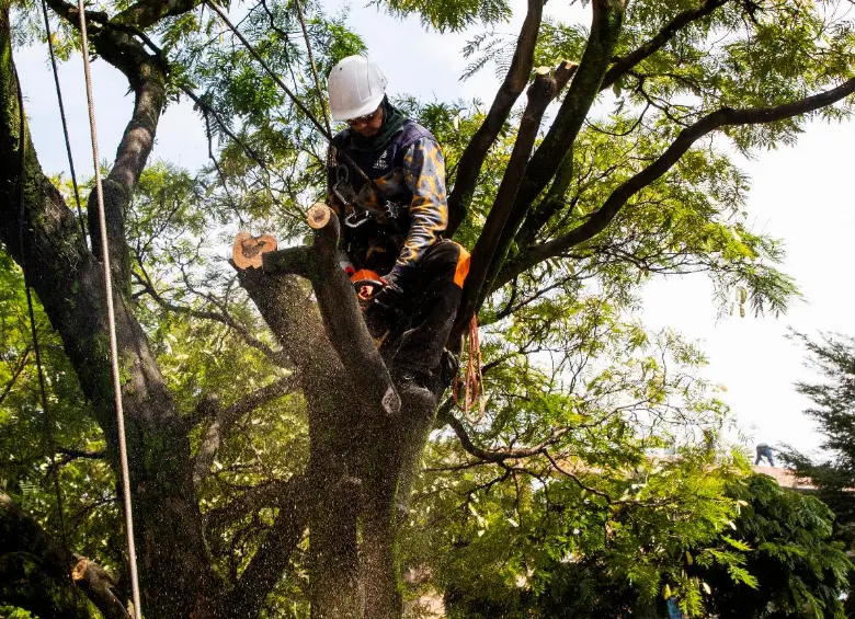 En Provenza tumbarán 19 árboles patrimoniales; ¿por qué el Área y la Alcaldía de Medellín tomaron esa decisión?