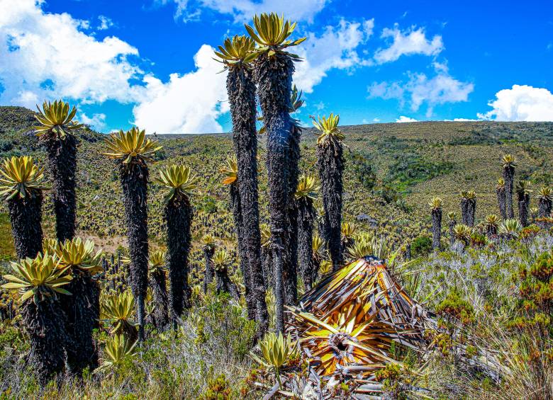 En 2022, un grupo de turistas tumbó frailejones y dejó un basural. Esto fue determinante para el la restricción del turismo que ordenó Corpourabá. Foto: MANUEL SALDARRIAGA