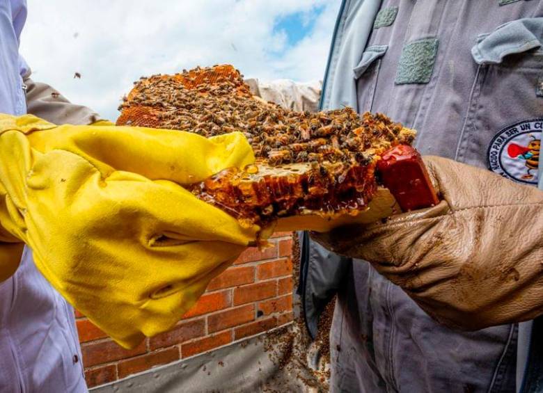 Rescatan 50.000 abejas de la terraza un edificio en El Poblado