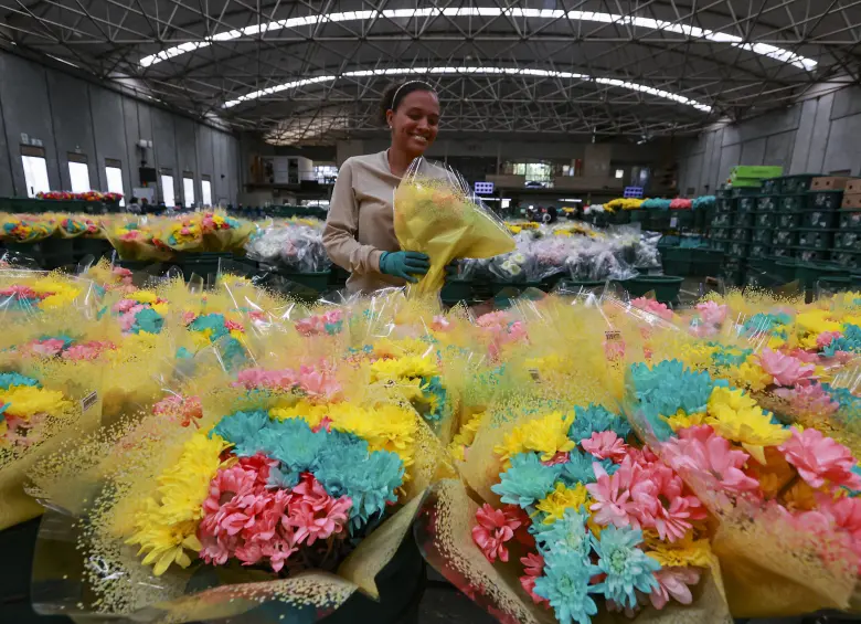 Cultivo de flores en El Capiro, del municipio de La Ceja. Foto: Manuel Saldarriaga Quintero.
