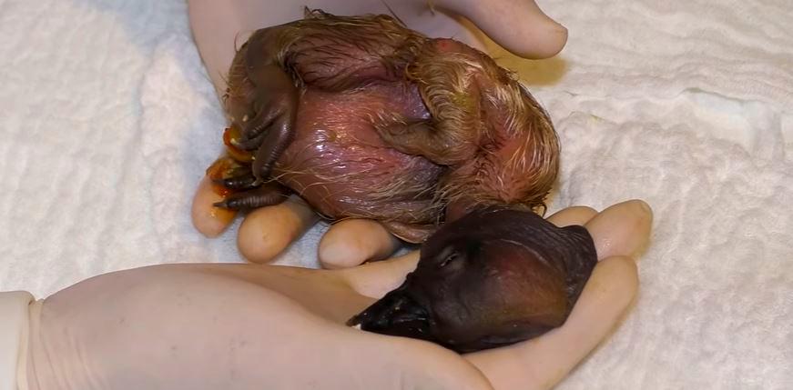 Ámbar, la tercera cóndor andina nacida por incubación artificial en el Parque Jaime Duque. FOTO tomada de Instagram @parquejaimeduque