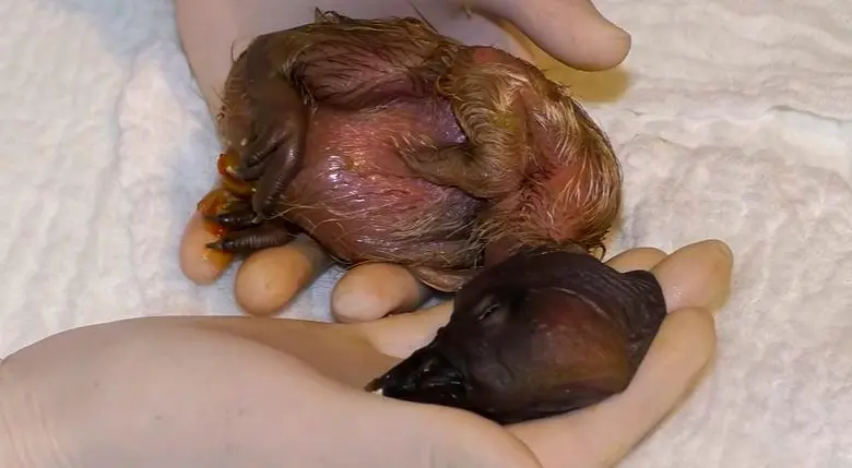 Ámbar, la tercera cóndor andina nacida por incubación artificial en el Parque Jaime Duque. FOTO tomada de Instagram @parquejaimeduque