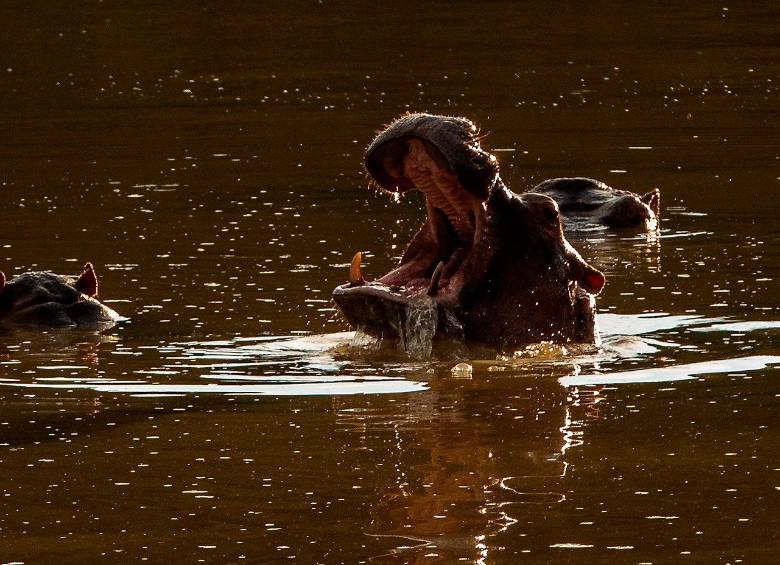 La especie fue introducida al país en los años ochenta por el capo del narcotráfico, Pablo Escobar. Foto: Camilo Suárez