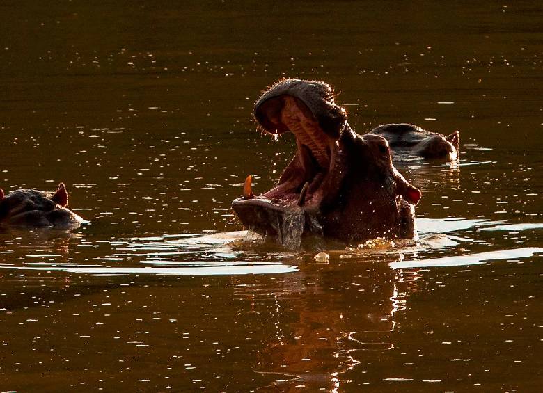 La esterilización quirúrgica de los hipopótamos fracasó en el Magdalena Medio por diversas situaciones y continúa su proliferación. FOTO CAMILO SUÁREZ 