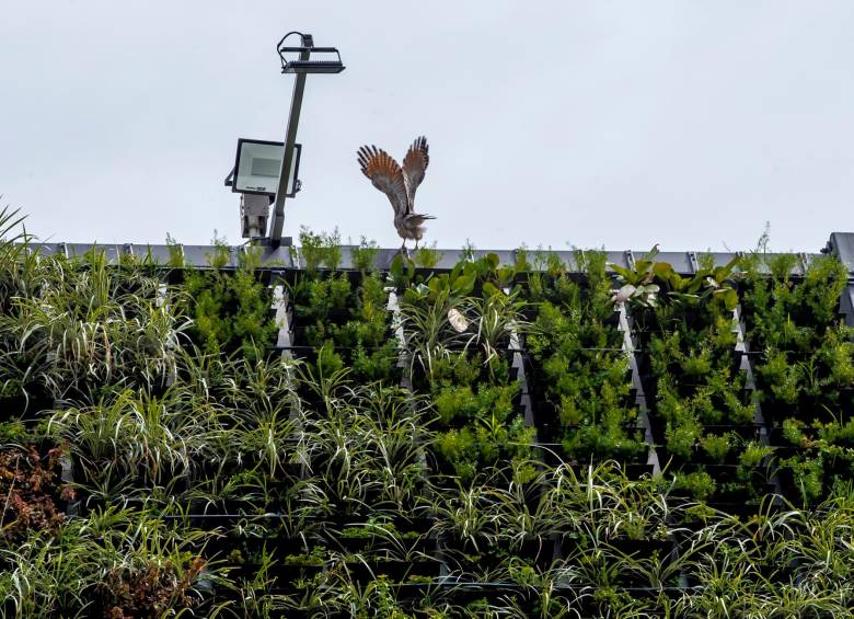 Una pareja de Gavilanes caminero (Rupornis magnirostris) ya hicieron su nido en el jardín de la fachada del Concejo. Foto: Juan Antonio Sánchez Ocampo
