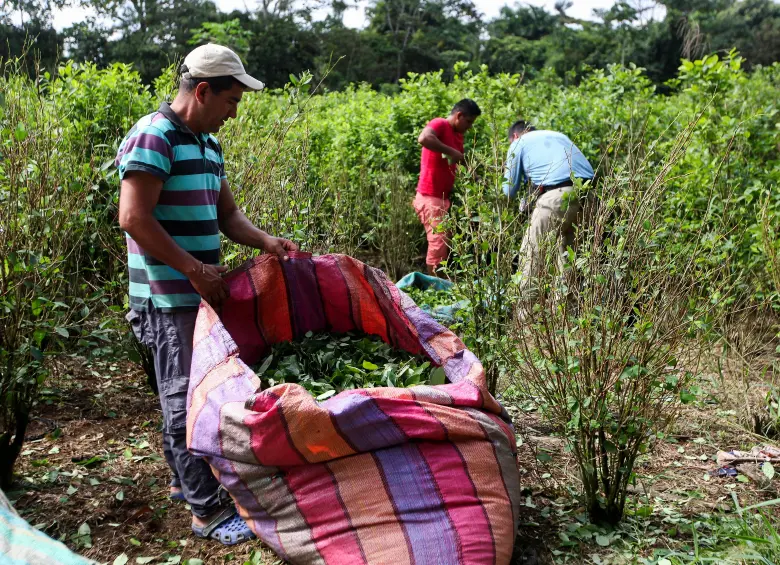 La siembra de hoja de coca sigue en aumento sostenido desde el inicio del proceso de negociación de paz con las Farc, en 2013. FOTO: MANUEL SALDARRIAGA.