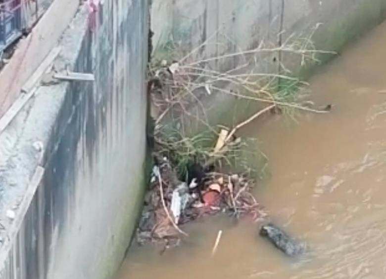 En este cúmulo de basura fue avistado el perro, por parte de ciudadanos que caminaban cerca de la estación Acevedo del metro. FOTO: CORTESÍA.
