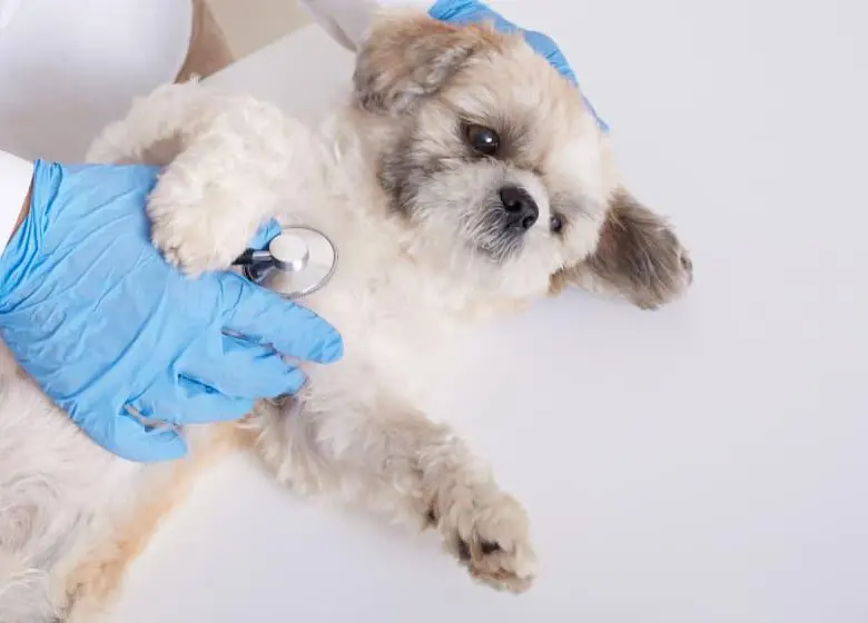 El nuevo centro cuenta con tecnología especializada para monitorear a los animales durante las cirugías y favorecer una recuperación más rápida. FOTO: Magnific.