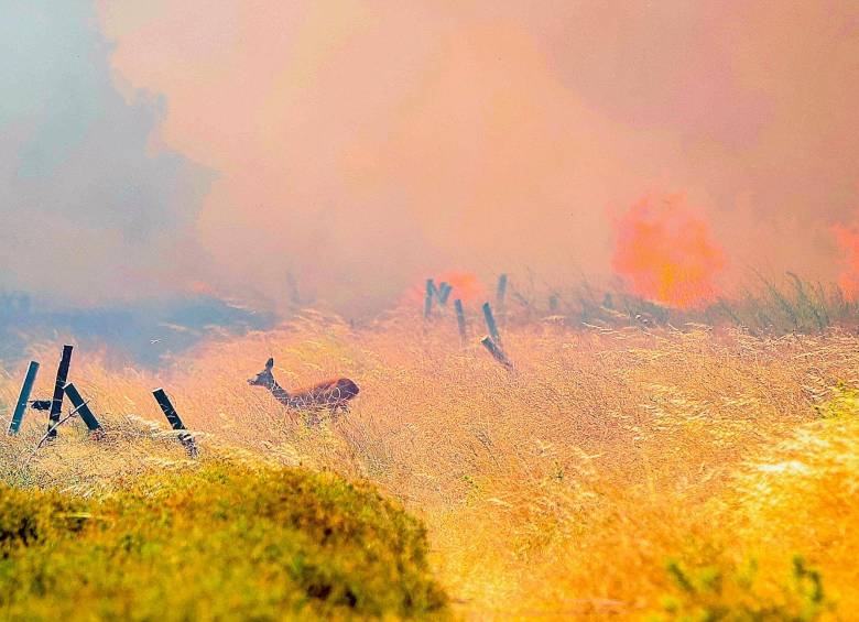 Según RTVE, España registró más de 87.600 hectáreas quemadas a finales de agosto de 2023. FOTO GETTY