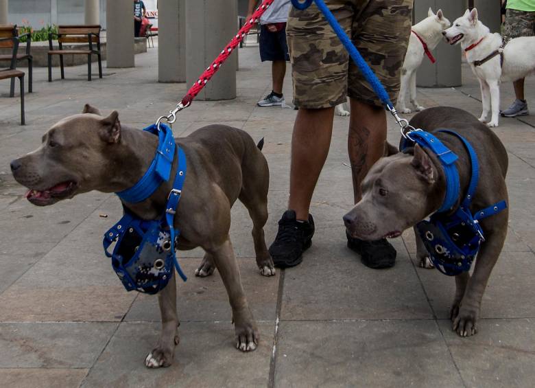 En la última semana se registraron dos casos de perros de raza pitbull que no tenían bozal y mataron a un niño en Bucaramanga y un gato en Bogotá. FOTO El Colombiano