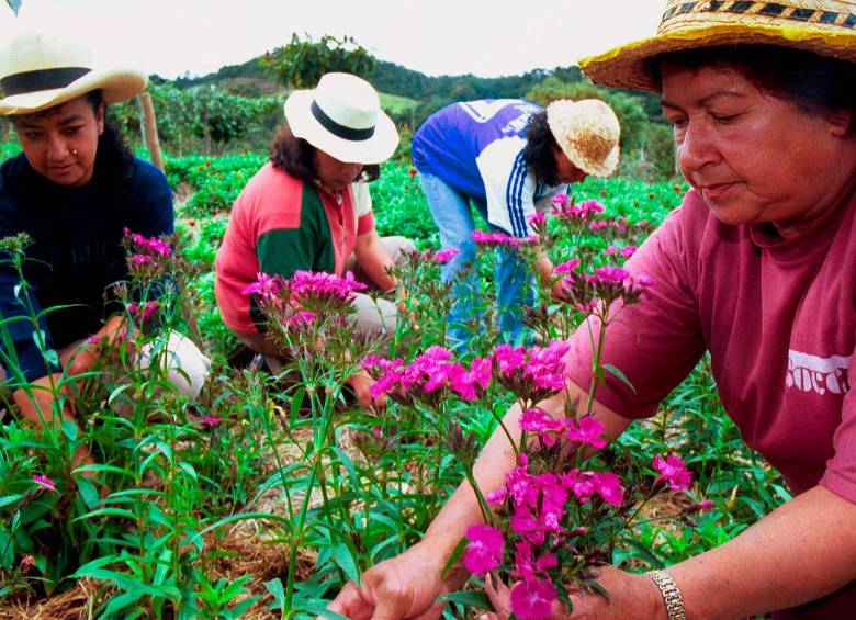 El empleo femenino creció 5,7% en abril de 2026 y permitió reducir la brecha de desempleo entre hombres y mujeres, según cifras del Dane. FOTO Juan Antonio Sánchez