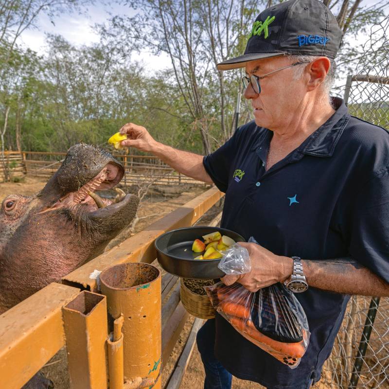 Zazueta fue quien propuso llevar los hipopótamos de Doradal a México y la India. FOTO Getty