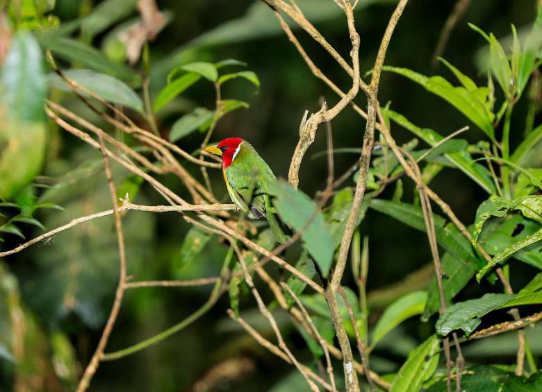 Que haya equilibrio en los ecosistemas es fundamental. Foto: Archivo