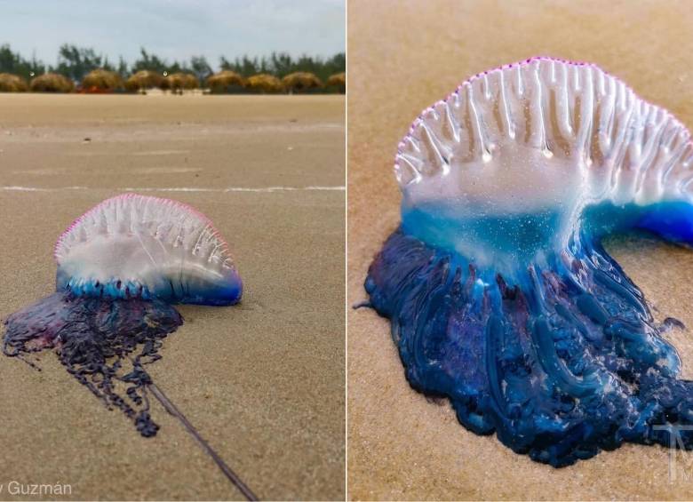 Una fragata portuguesa (Physalia physalis). Sus tentáculos pueden alcanzar hasta 30 metros de longitud y contienen un veneno altamente urticante para los humanos. FOTO: Tomad de X @El_eco_del_tao