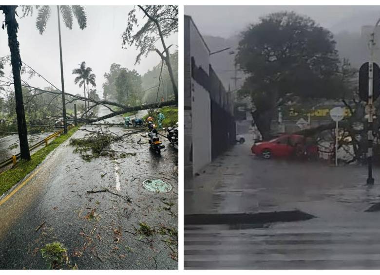 Así quedaron los árboles caídos tras el fuerte aguacero de la tarde de este viernes 28 de febrero. FOTO: Cortesía Denuncias Antioquia