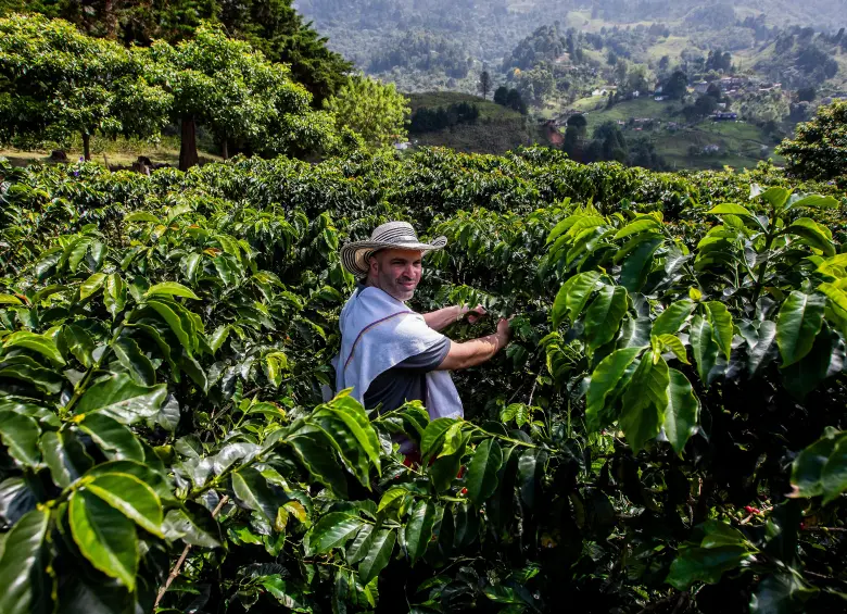 Productores de café, cacao, palma y ganado deberán implementar sistemas de trazabilidad, geolocalización y verificación ambiental para cumplir con el reglamento EUDR de la Unión Europea. FOTO Julio César Herrera