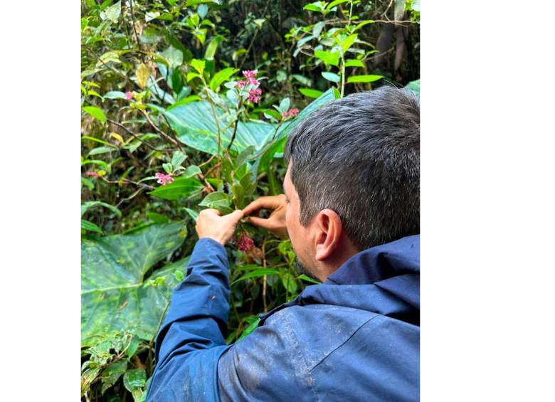 Juan Sebastián Moreno, botánico colombiano y autor principal del estudio, durante trabajo de campo en los Andes, junto a Lepanthes nasariana, la orquídea que describió recientemente para la ciencia. FOTO cortesía 