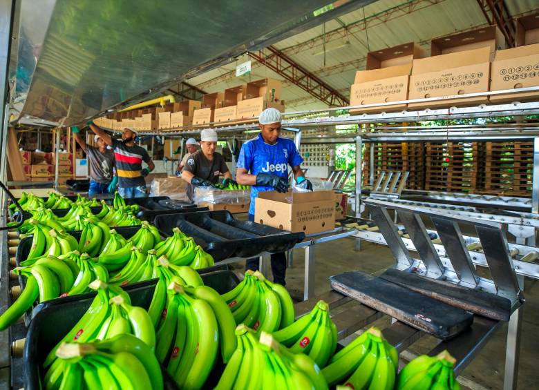 Entre los productos más exportados a ese destino están las bananas o plátanos frescos del tipo cavendish valery. Foto: Camilo Suárez