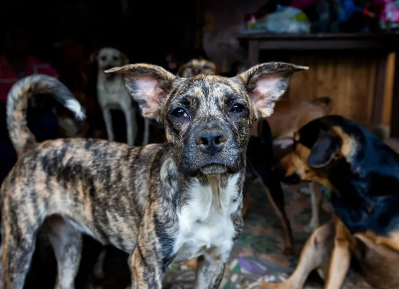 En Medellín, cerca del 63 % de los hogares conviven con al menos una mascota, lo que refleja la magnitud del impacto que tendría la creación de una cédula animal en la ciudad. FOTO Julio César Herrera 