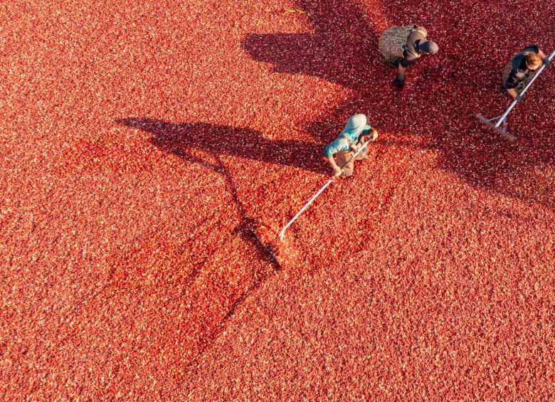 Arándonos rojos: una fruta que puede prevenir el cáncer y la adhesión de E. Coli
