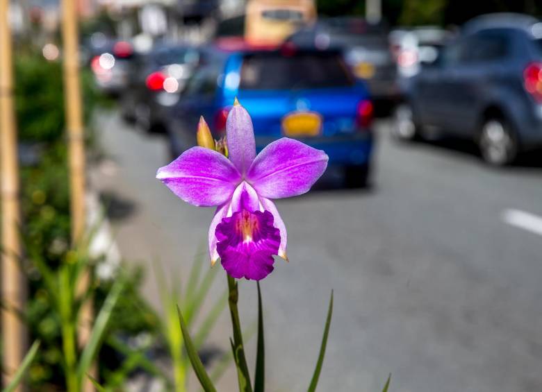 Si huele una flor detenidamente, podrá descubrir un mundo de posibilidades en su fragancia. FOTO: Juan Antonio Sánchez