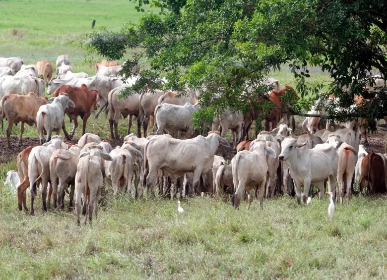 El Gobierno Nacional busca reducir el precio del ganado en pie para contener el alza en la carne. FOTO EL COLOMBIANO