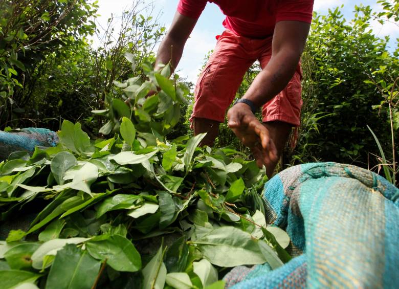 El proyecto de Comunes busca generar tratamientos más leves para pequeños cultivadores de coca. FOTO Manuel saldarriaga