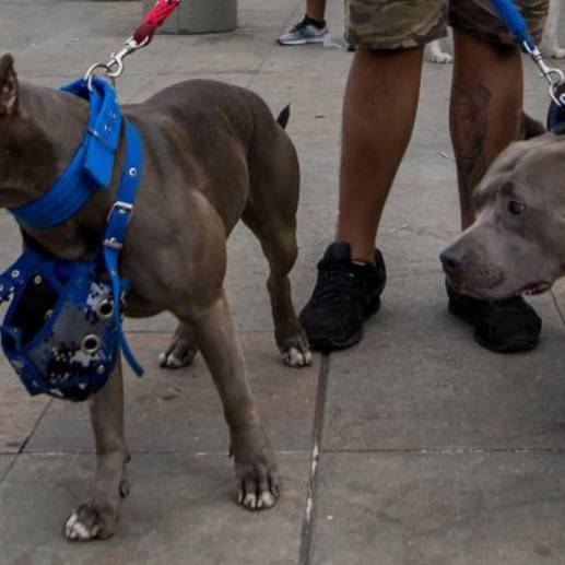 Perros de raza Pitbull. FOTO: EL COLOMBIANO