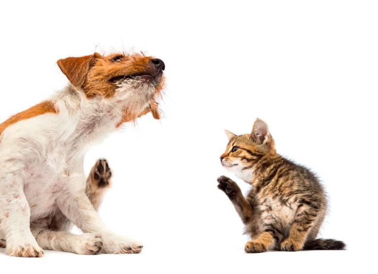 Los problemas de alergias son mas comunes en perros que en gatos, pero estos últimos también pueden padecerlas. FOTO Sstock