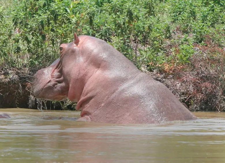 La problematica con los hipopótamos en el Magdalena Medio se volvió un tema de difícil control por la falta de depredadores y por los perjuicios ambientales que están generando. FOTO: JUAN ANTONIO SÁNCHEZ