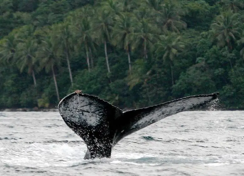 En esta temporada de avistamiento de ballenas en el Pacífico colombiano se espera la llegada de cerca de 30.000 turistas nacionales y extranjeros. Foto: Colprensa