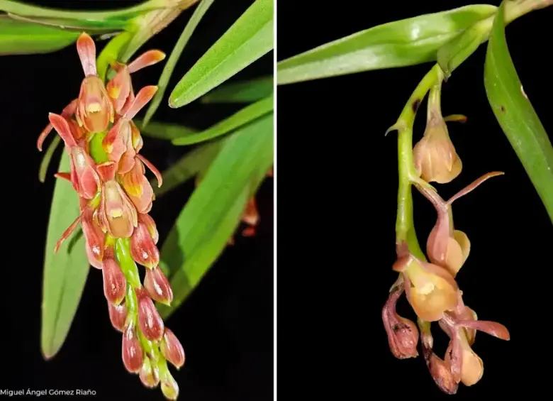 La Epidendrum rasmussenii, de flores rojo carmín y verde amarillento, fue hallada en la Reserva ProAves El Dorado, en la Sierra Nevada de Santa Marta.FOTO cortesía MIguel Ángel Gómez Riaño