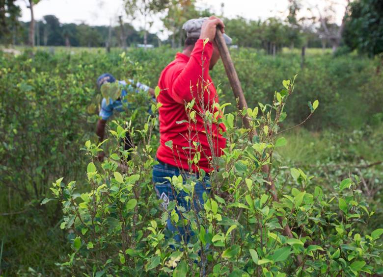 El presidente Petro le ha ordenado a las Fuerzas Armadas no erradicar pequeños cultivos de hoja de coca. FOTO eL COLOMBIANO