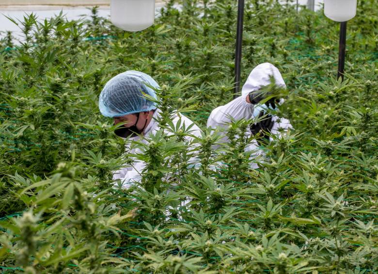 Con la Resolución 539 de 2022, las empresas colombianas podrán exportar la flor seca del cannabis con fines comerciales, no solo científicos. FOTO Juan Antonio Sánchez