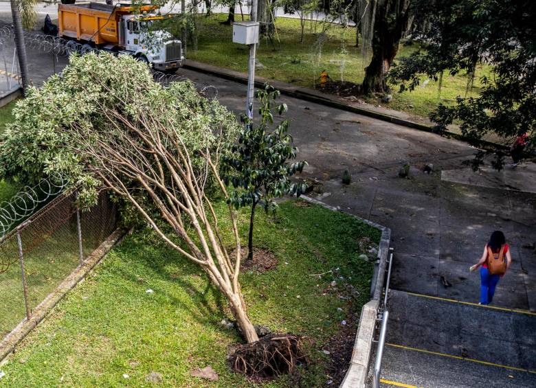 Fueron muchos los árboles caídos en varias partes del Valle de Aburrá, como este de la imagen, en Envigado. FOTO: Jaime Pérez