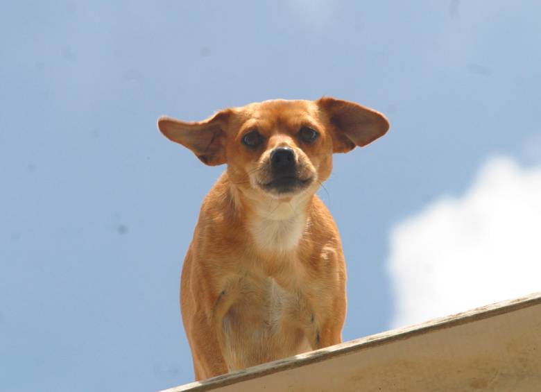 El perrito hurtado es de raza pinscher. Imagen de referencia. FOTO ARCHIVO EL COLOMBIANO