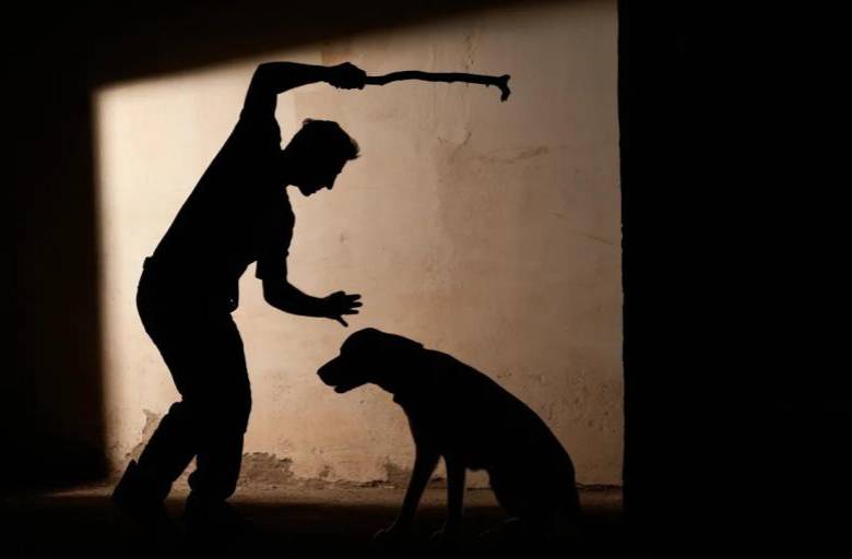 Hombre en Medellín habría asesinado a su mascota tras llegar a la casa y no encontrar a su esposa