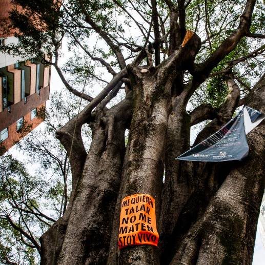 El enorme árbol de 60 años es tan grande como uno de los edificios del barrio. FOTO: Julio C. Herrera.